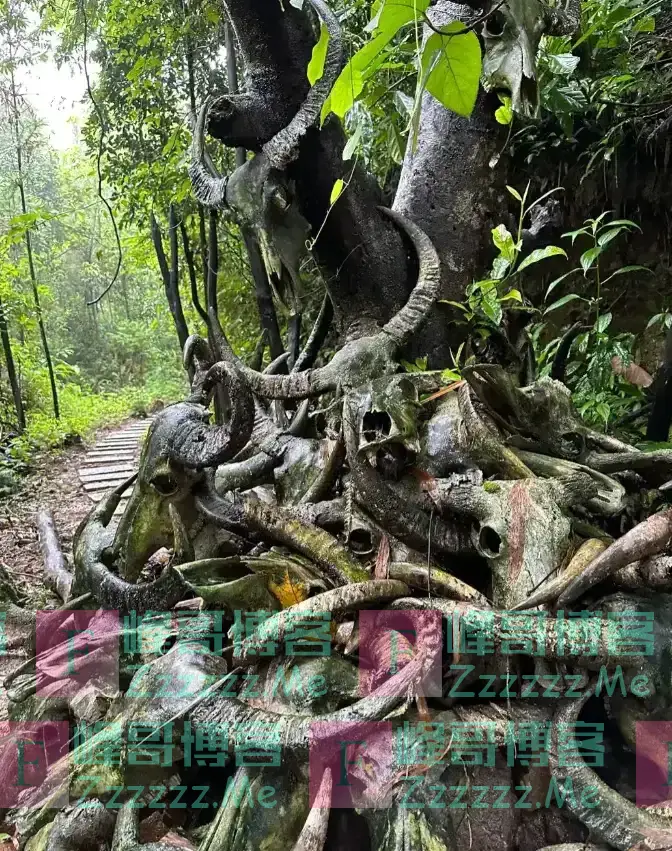 云南哀牢山有多可怕?是现实版的云南虫谷,真正的人类禁区!