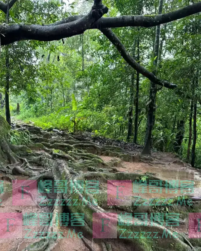 云南哀牢山有多可怕?是现实版的云南虫谷,真正的人类禁区!