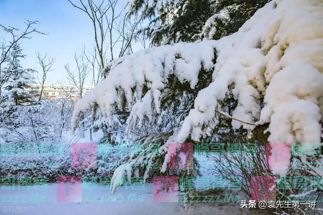 “冷不冷,就看九月九”,今日九九重阳节,今冬冷到哭?何时冷?