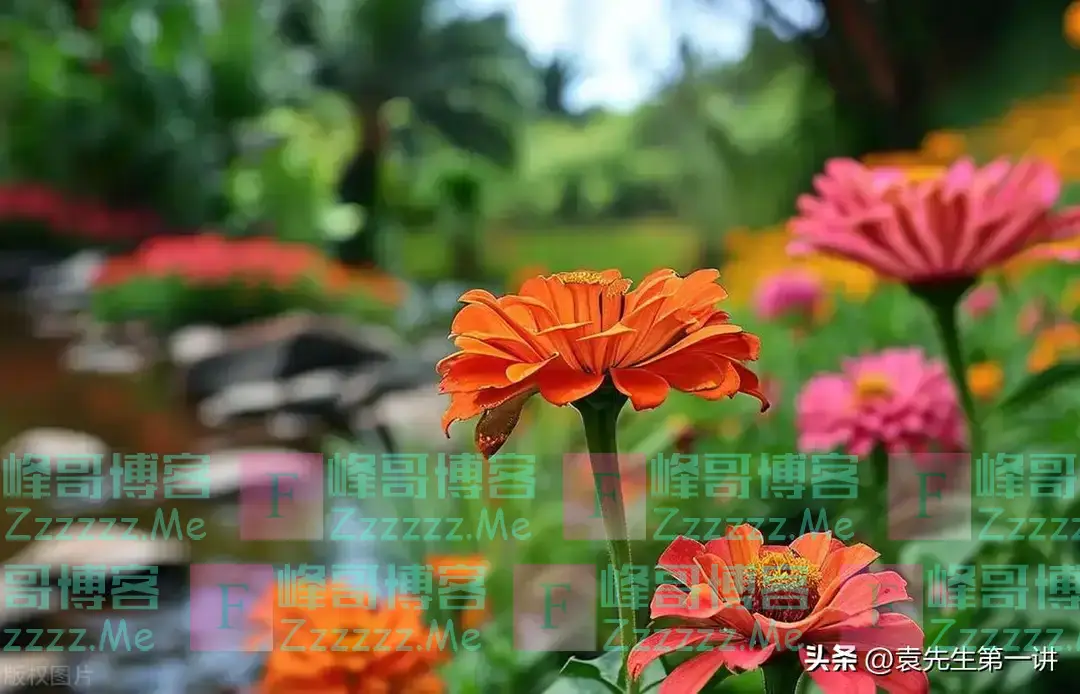 “冷不冷,就看九月九”,今日九九重阳节,今冬冷到哭?何时冷?