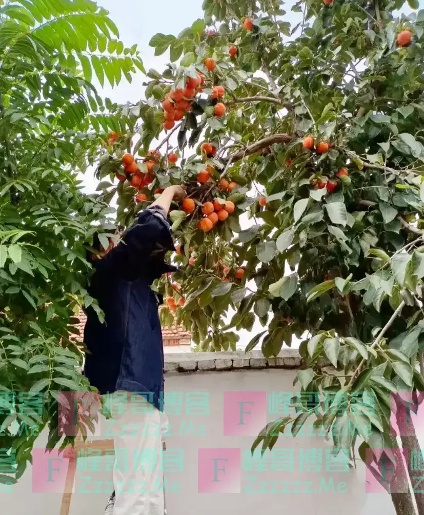 老祖宗言:院中有五树,子孙一直富,民间“风水文化”不可不信