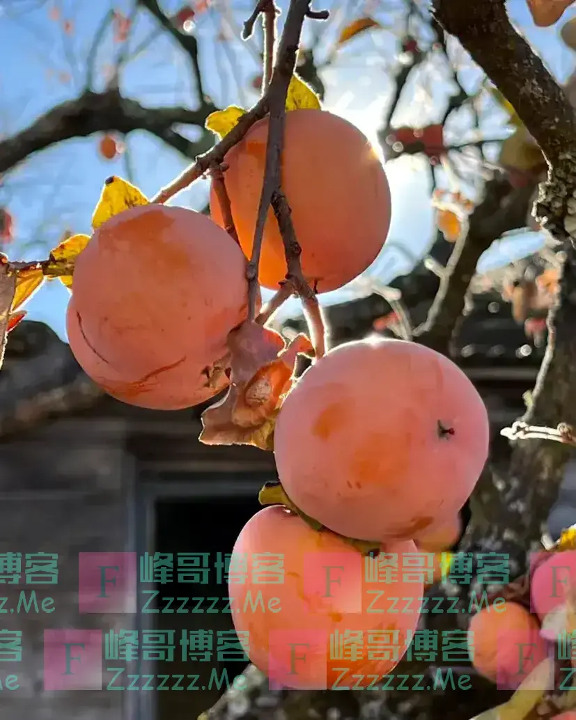 老祖宗言:院中有五树,子孙一直富,民间“风水文化”不可不信