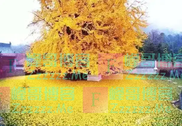 老祖宗言:院中有五树,子孙一直富,民间“风水文化”不可不信