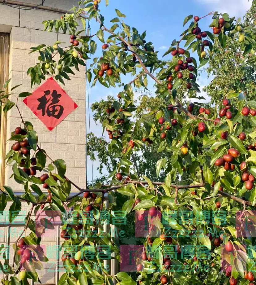 老祖宗言:院中有五树,子孙一直富,民间“风水文化”不可不信