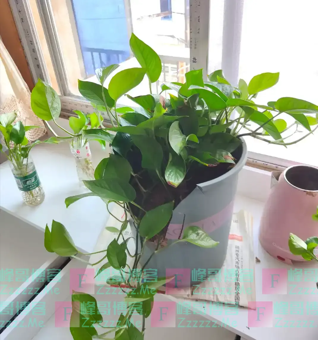 我爷爷是风水师,他不让养的花有4种,排列榜首的是绿萝