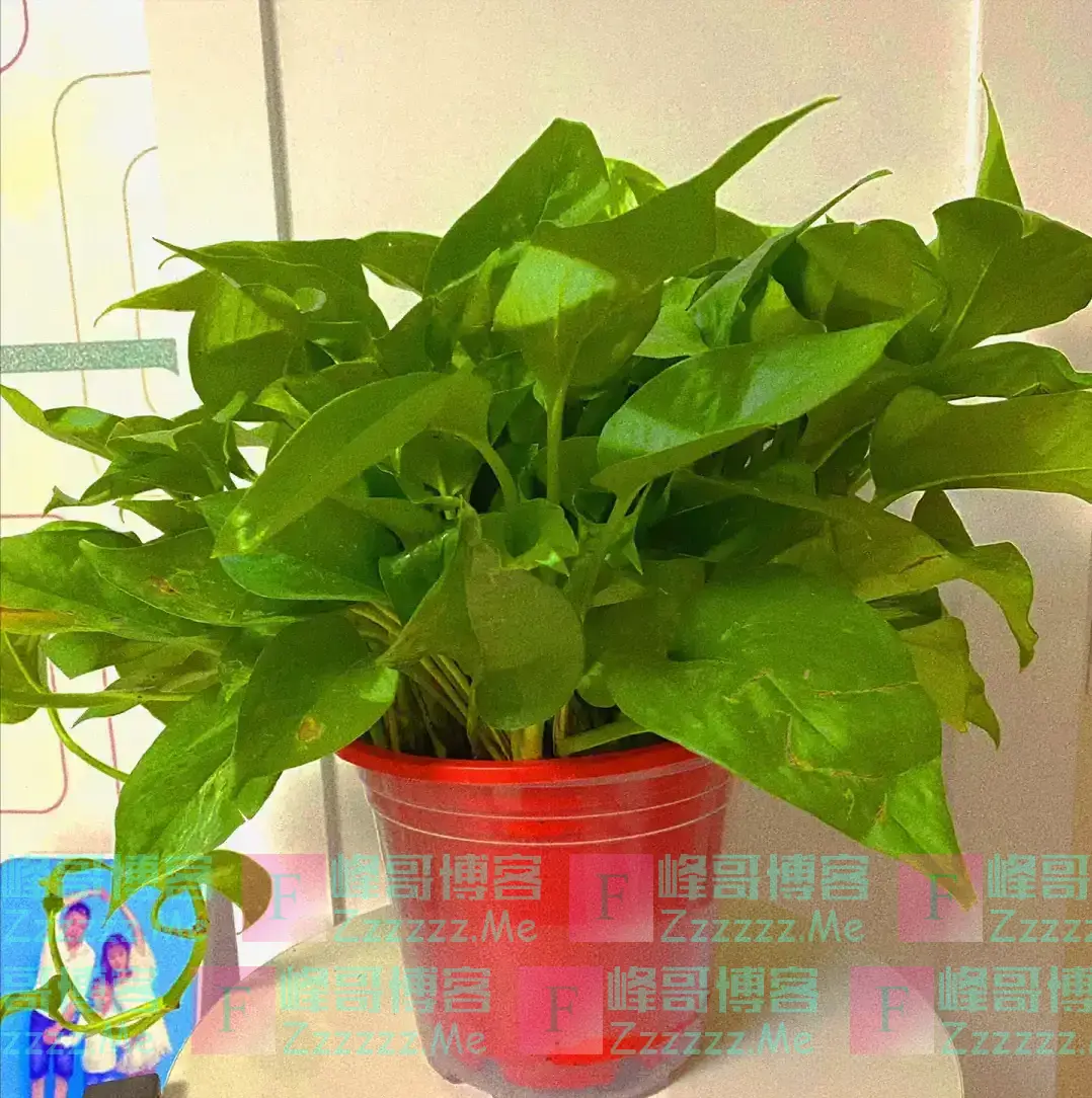 我爷爷是风水师,他不让养的花有4种,排列榜首的是绿萝