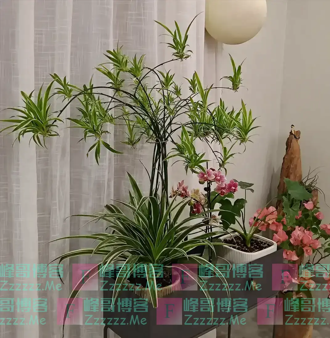 我爷爷是风水师,他不让养的花有4种,排列榜首的是绿萝