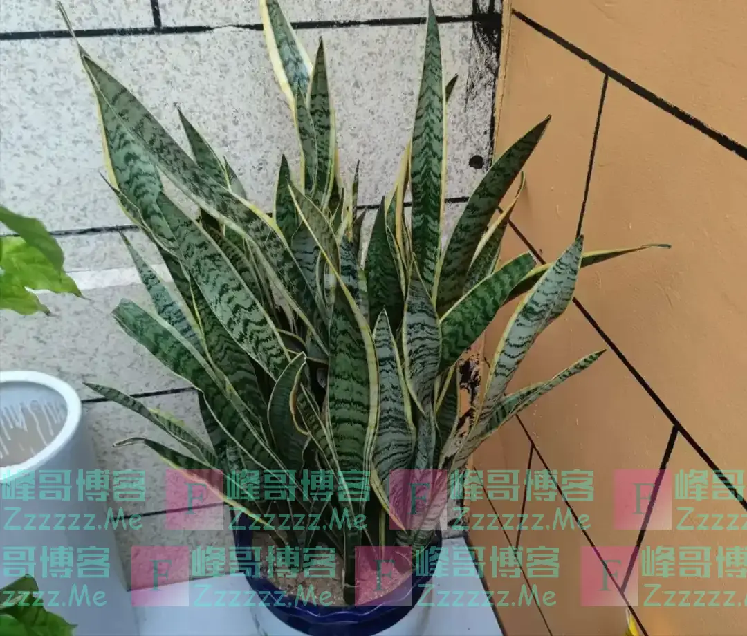 我爷爷是风水师,他不让养的花有4种,排列榜首的是绿萝