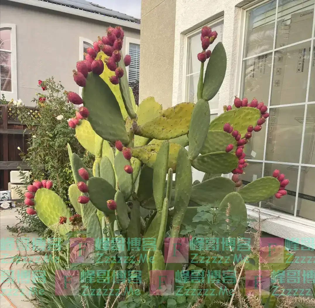 我爷爷是风水师,他不让养的花有4种,排列榜首的是绿萝