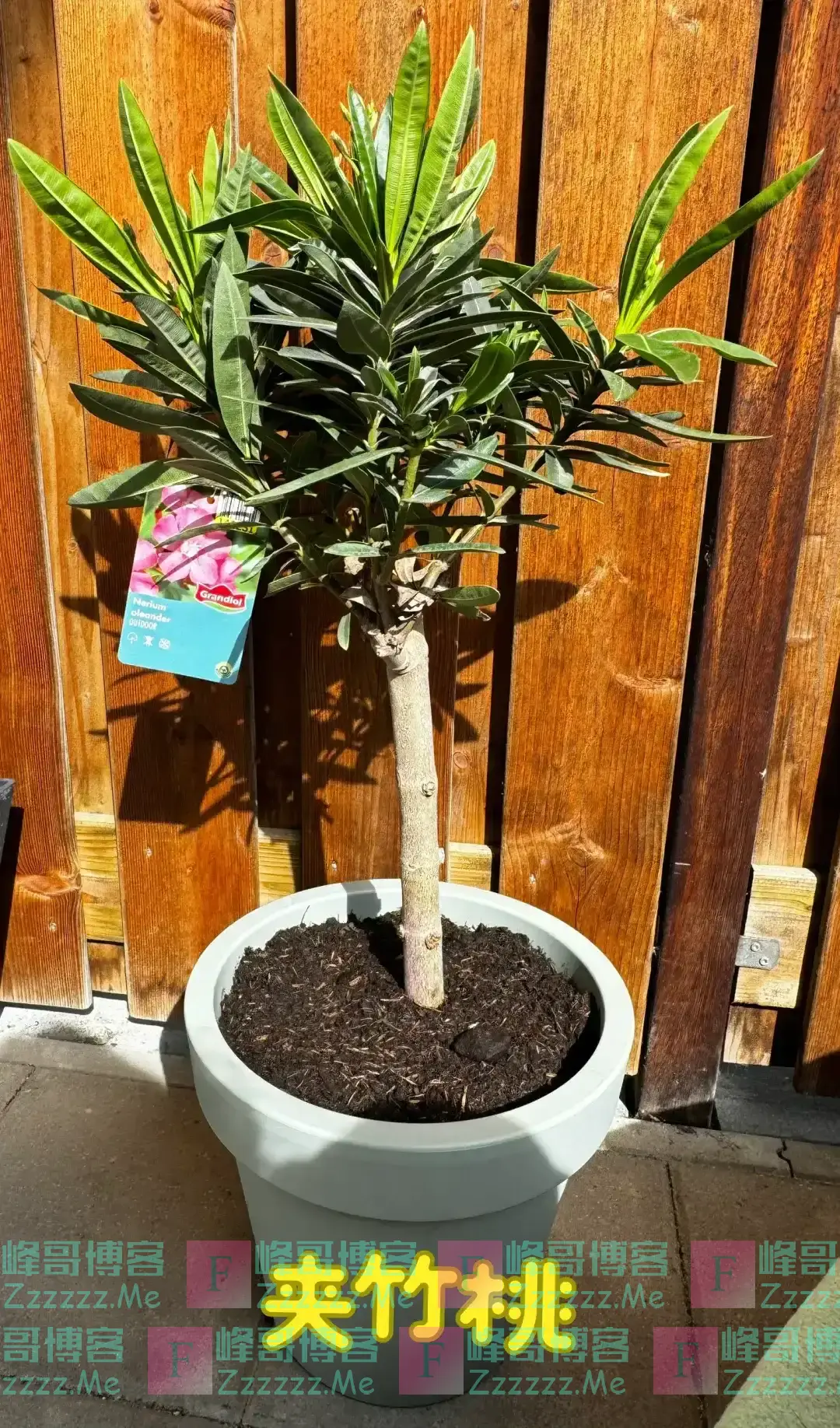 阴花不能进阳宅!这5种花“打死”也不养,家里若有?快挪走!