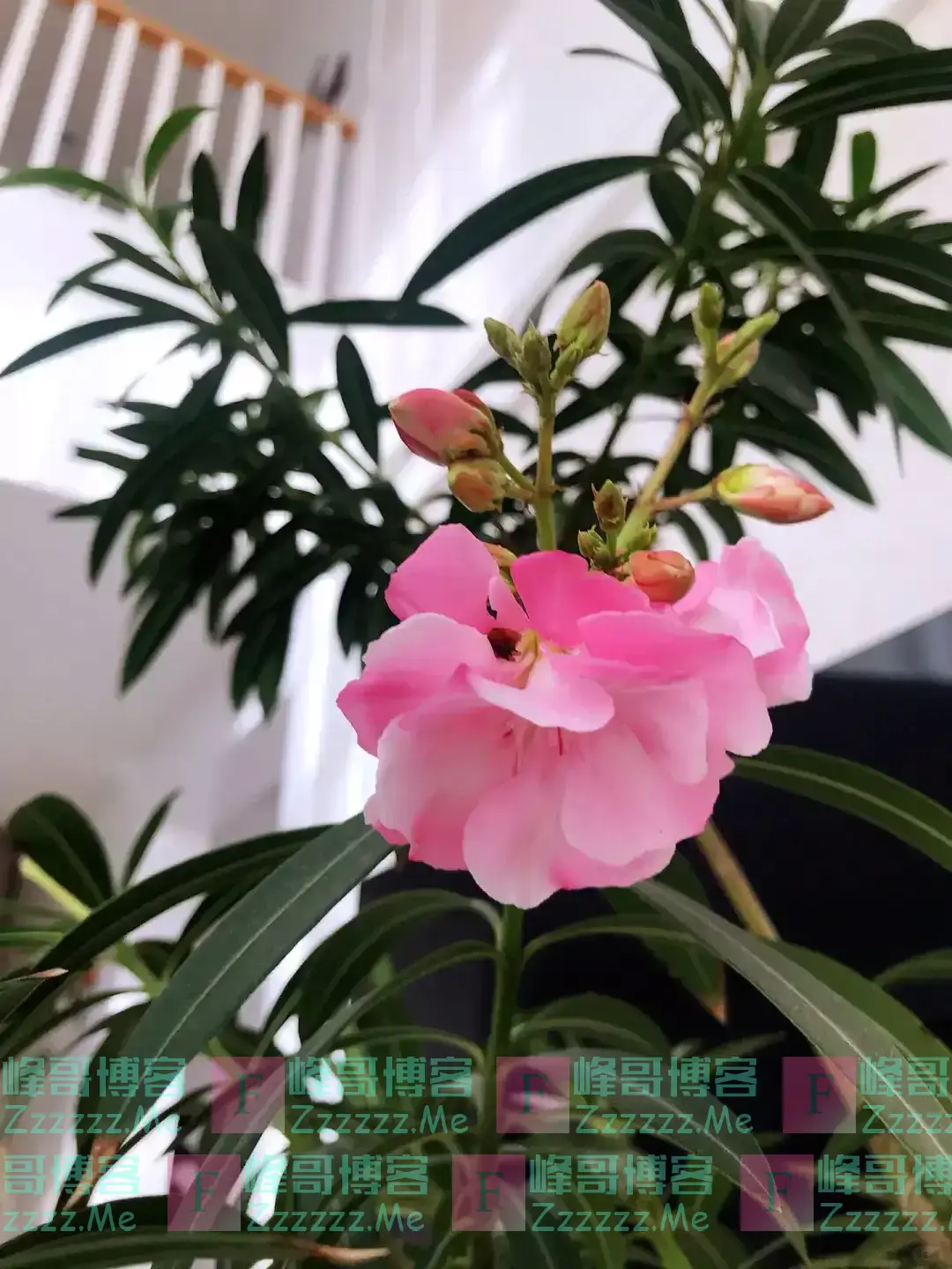 阴花不能进阳宅!这5种花“打死”也不养,家里若有?快挪走!