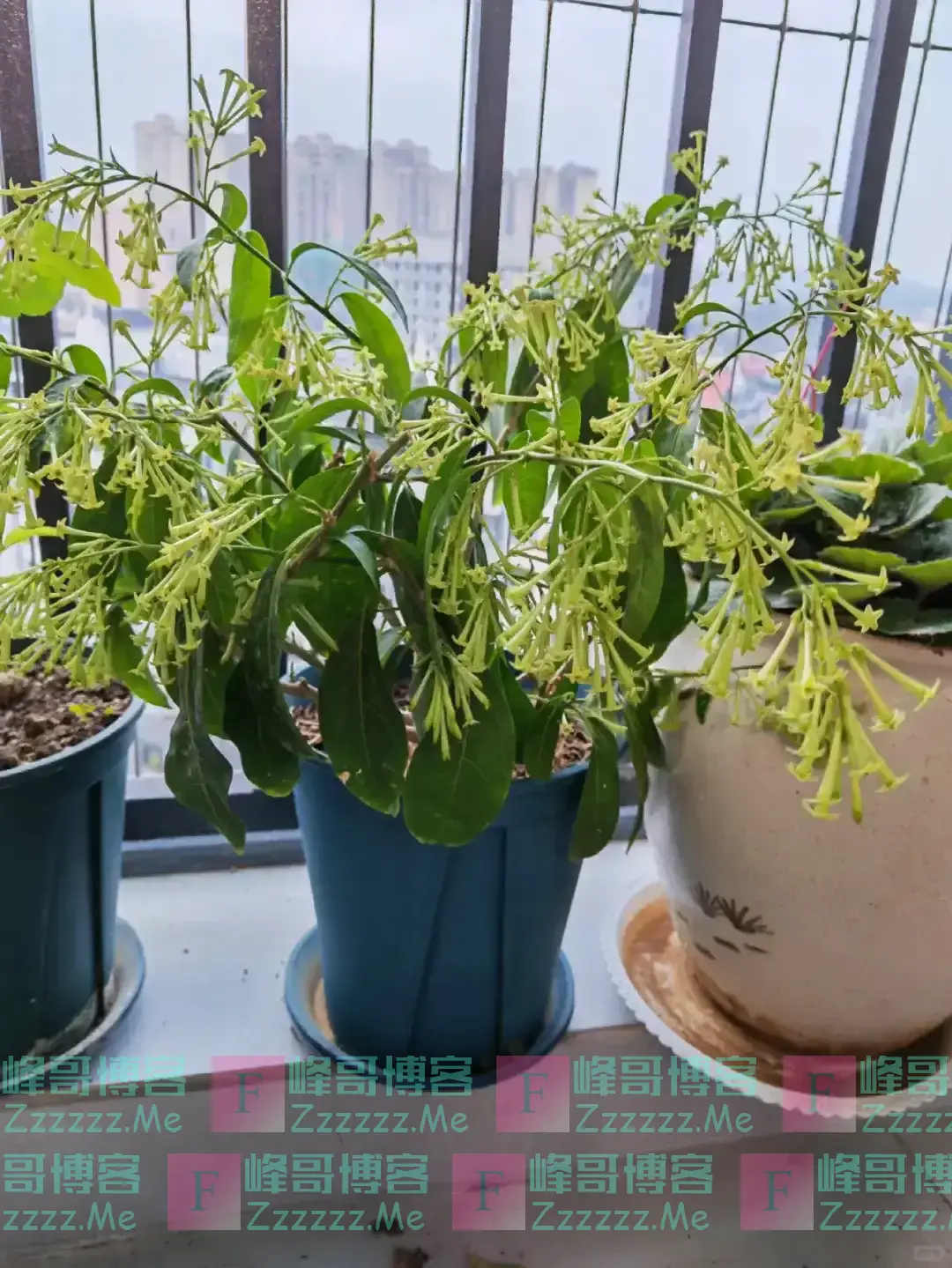 阴花不能进阳宅!这5种花“打死”也不养,家里若有?快挪走!