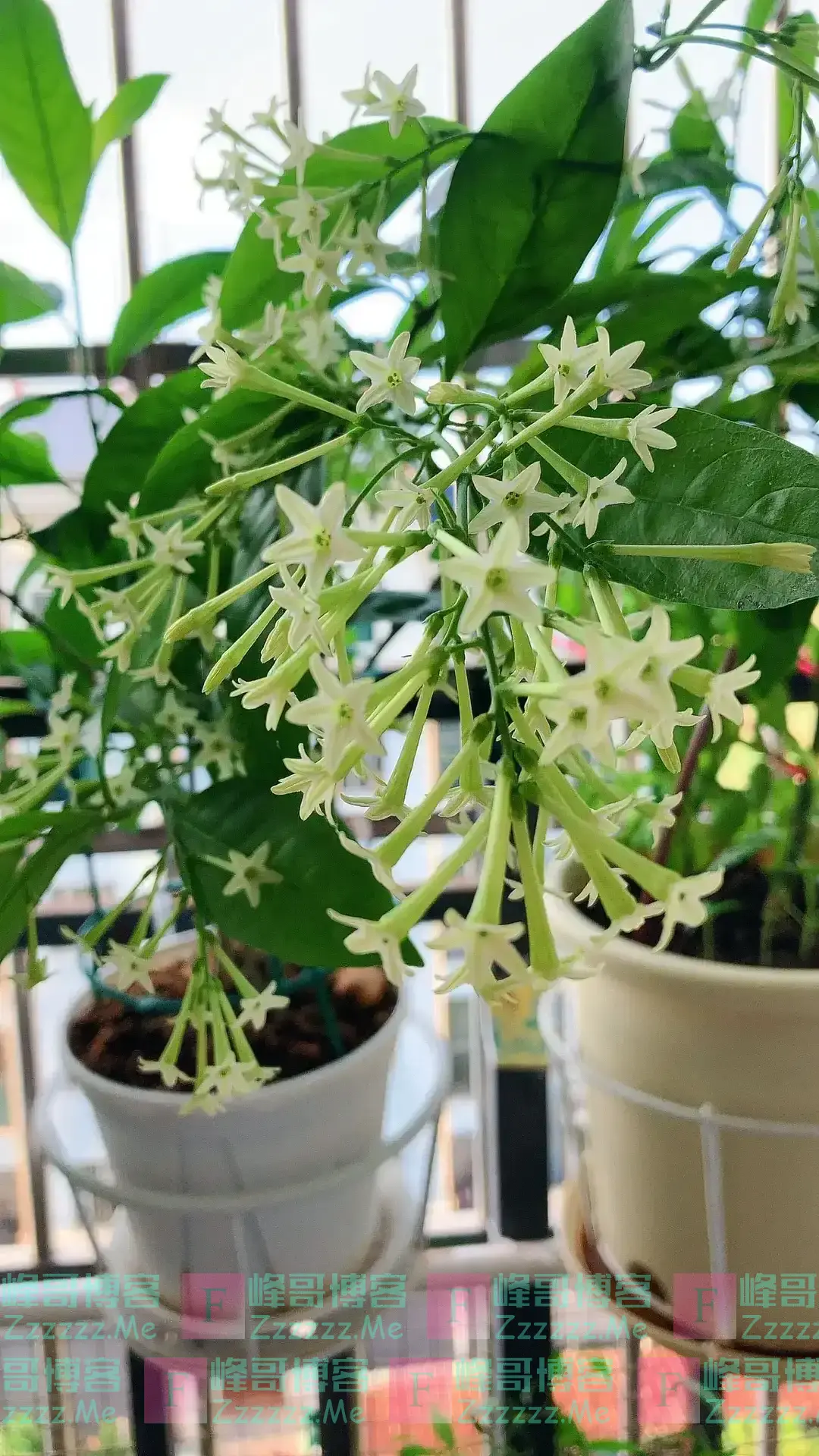 阴花不能进阳宅!这5种花“打死”也不养,家里若有?快挪走!