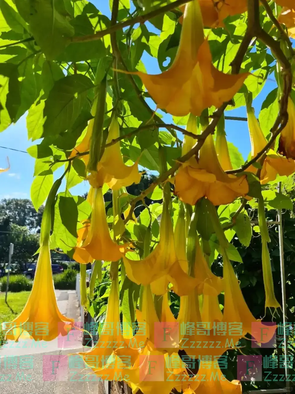 阴花不能进阳宅!这5种花“打死”也不养,家里若有?快挪走!