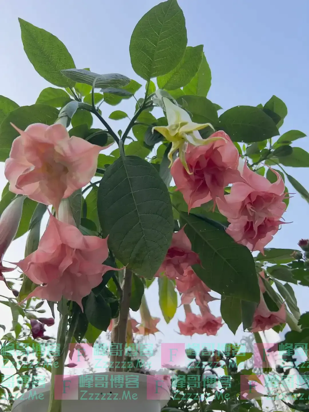 阴花不能进阳宅!这5种花“打死”也不养,家里若有?快挪走!