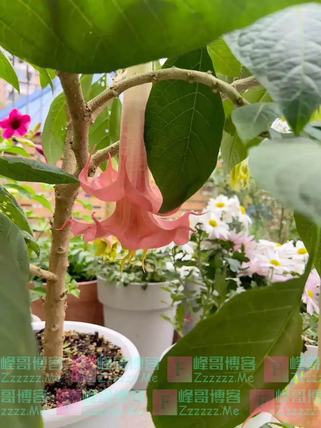阴花不能进阳宅!这5种花“打死”也不养,家里若有?快挪走!