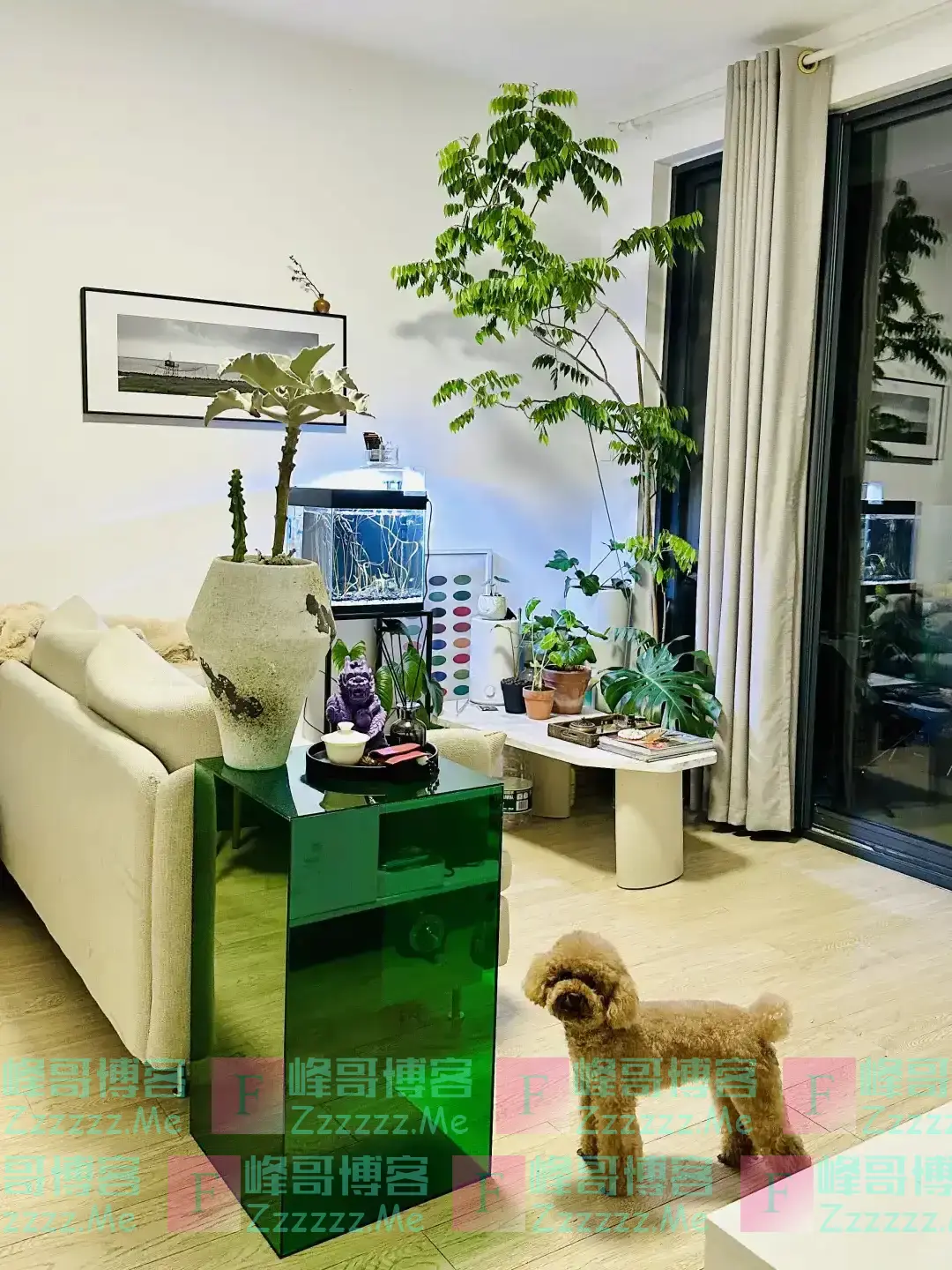 阴花不能进阳宅!这5种花“打死”也不养,家里若有?快挪走!