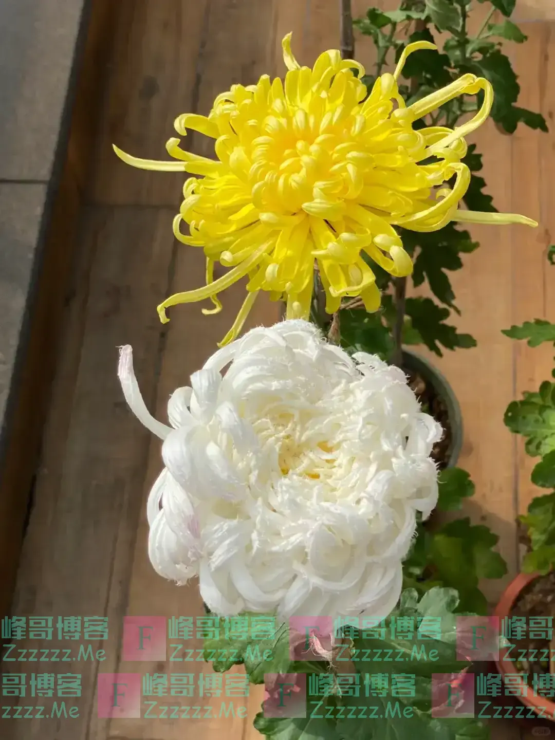 阴花不能进阳宅!这5种花“打死”也不养,家里若有?快挪走!