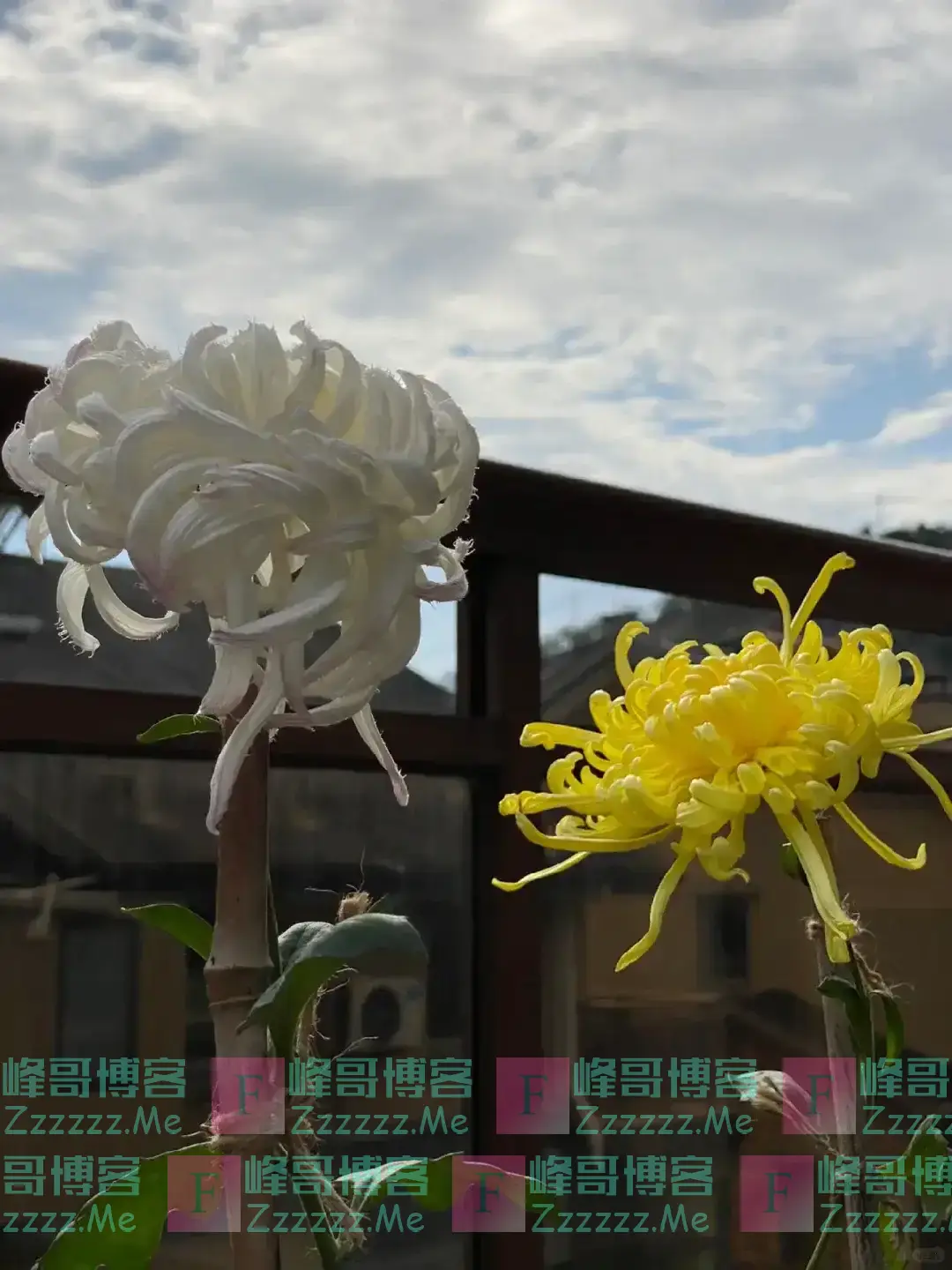 阴花不能进阳宅!这5种花“打死”也不养,家里若有?快挪走!