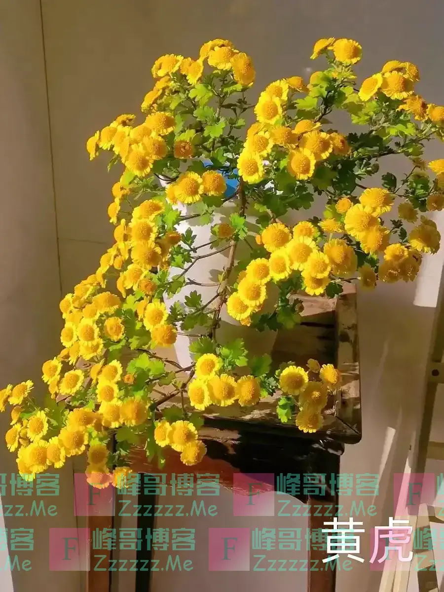 阴花不能进阳宅!这5种花“打死”也不养,家里若有?快挪走!