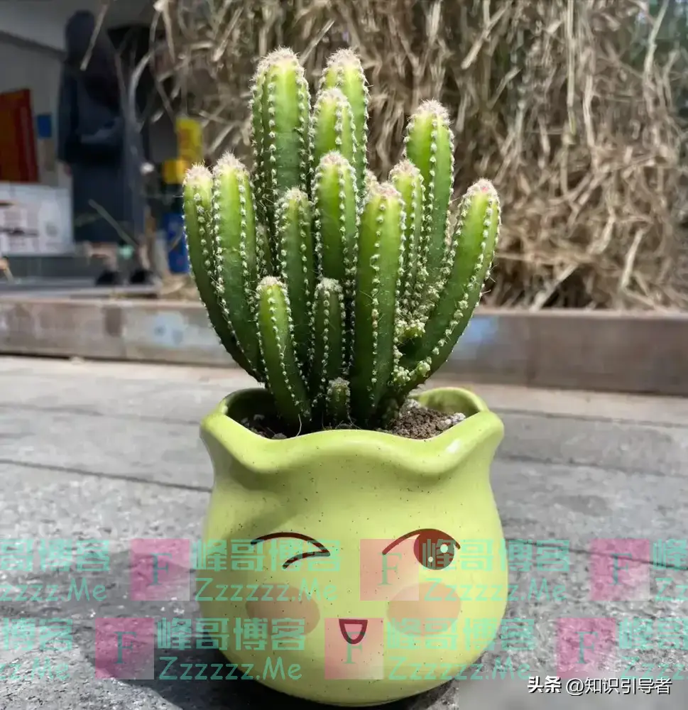 阴花不能进阳宅！这4种花“打死”也不养，家里若有？快挪走！