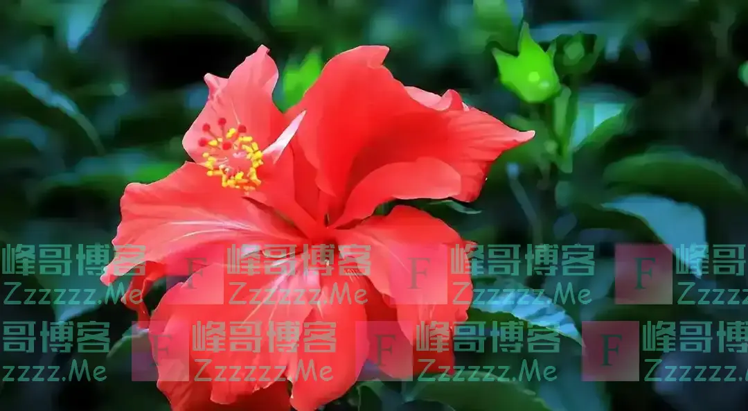 阴花不能进阳宅！这4种花“打死”也不养，家里若有？快挪走！