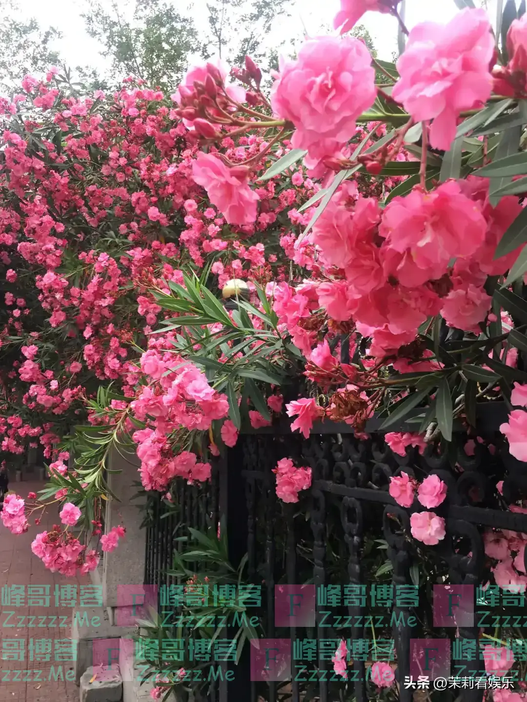 “阴花”不能进阳宅!这5种花“打死”也不养,家里若有快挪走!