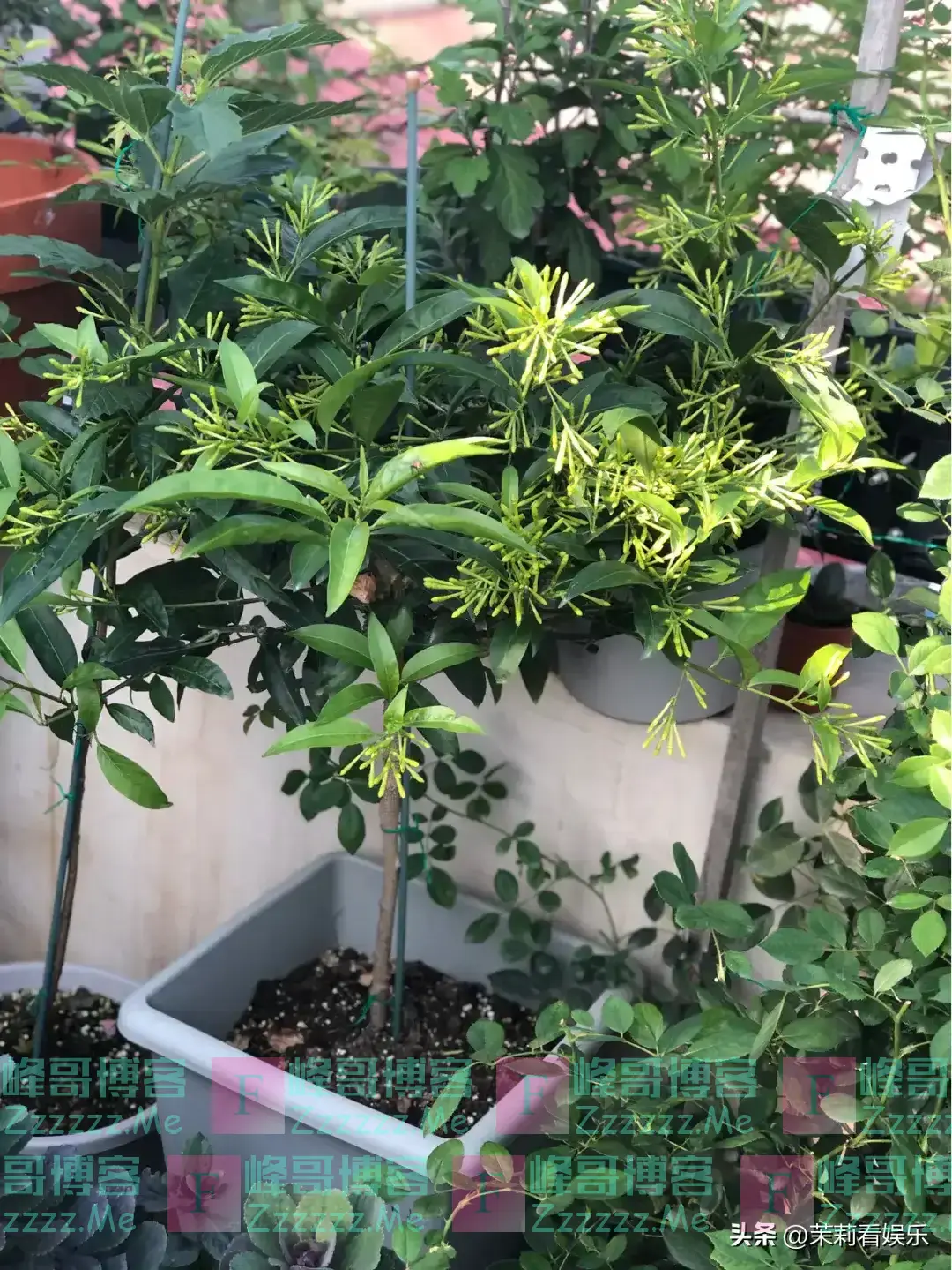 “阴花”不能进阳宅!这5种花“打死”也不养,家里若有快挪走!