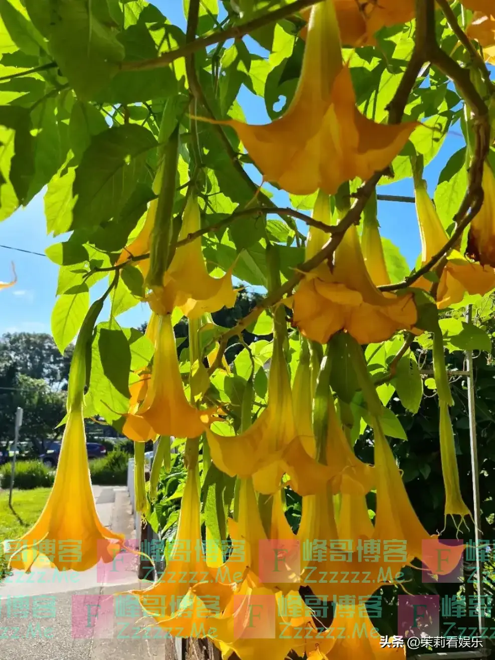 “阴花”不能进阳宅!这5种花“打死”也不养,家里若有快挪走!