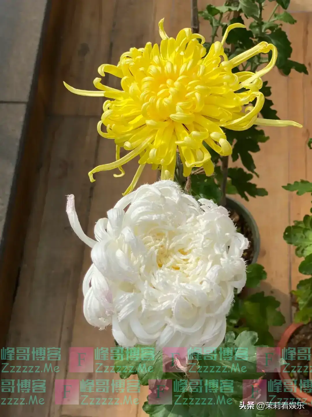 “阴花”不能进阳宅!这5种花“打死”也不养,家里若有快挪走!