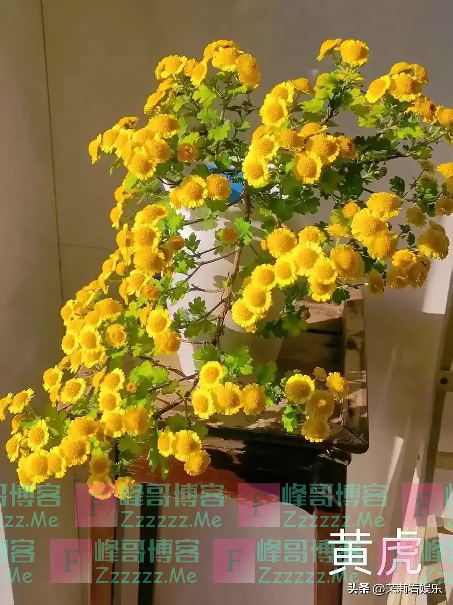 “阴花”不能进阳宅!这5种花“打死”也不养,家里若有快挪走!