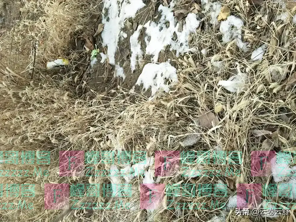 “最怕小雪是晴天”！明日22号小雪，晴天有啥说法？看农谚咋说