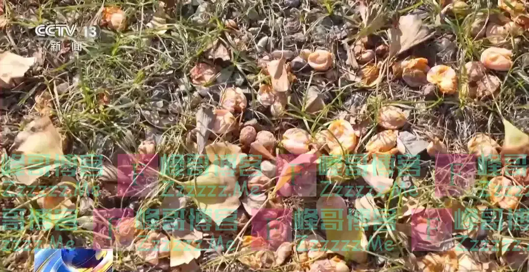 为何银杏美丽味难闻?臭的原因找到了