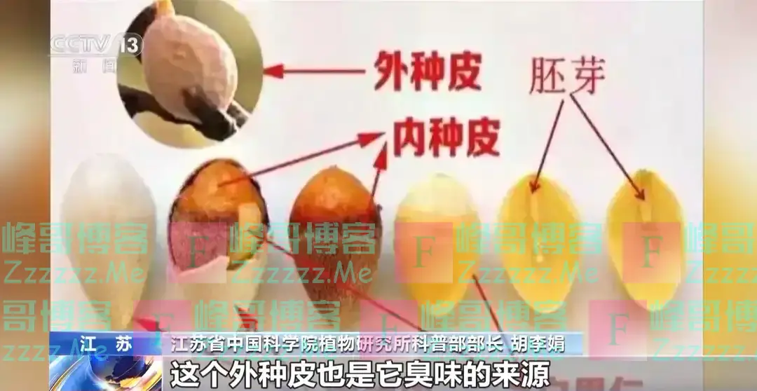 为何银杏美丽味难闻?臭的原因找到了
