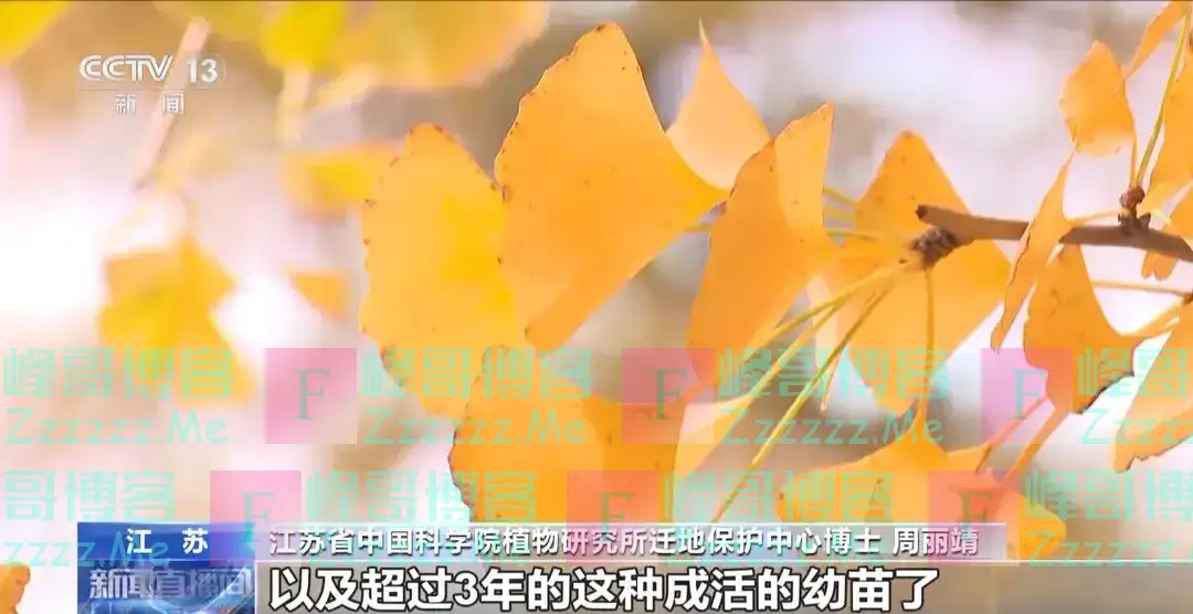 为何银杏美丽味难闻?臭的原因找到了