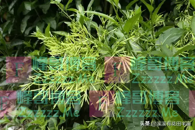 幸好我家没养这4种花，“花旺人不旺”，家里有别可惜赶紧搬出去