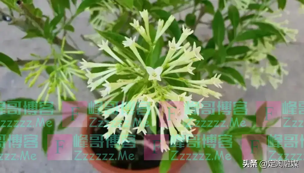 阴花不能进阳宅！这6种花“打死”也不养？家里若有，快挪走！