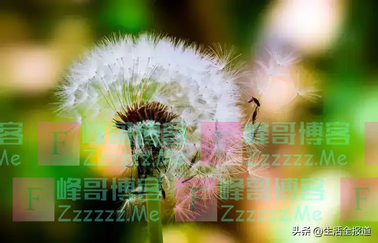 加拿大研究：蒲公英可在48小时内杀死98%的癌细胞，科学还是谣言